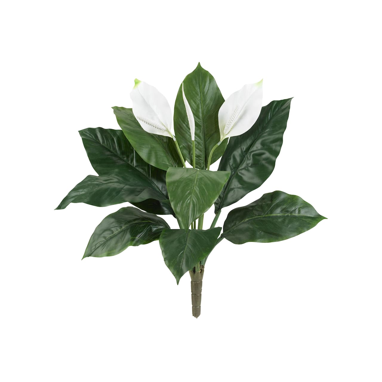 White Peace Lily Plant, 3ct.
